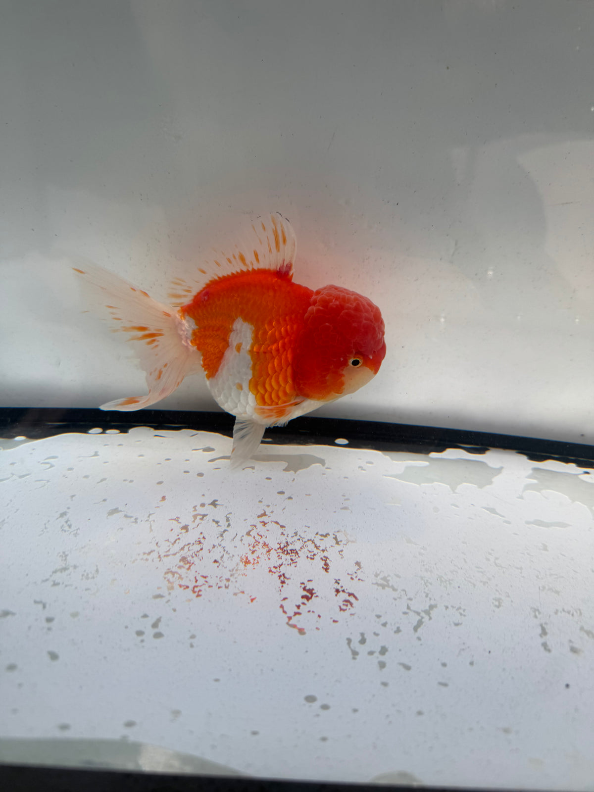 Red&white Oranda. WVF1243