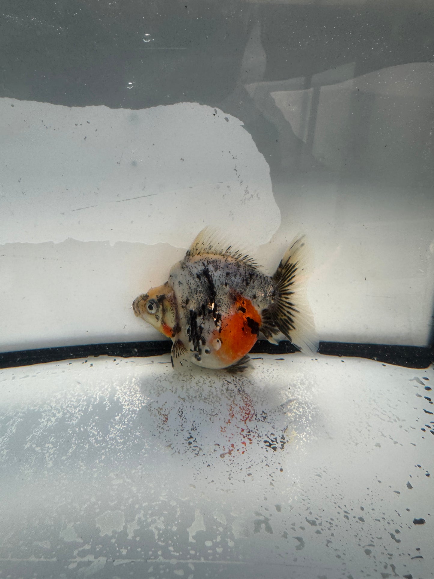 Calico Ryukin. WVF1025