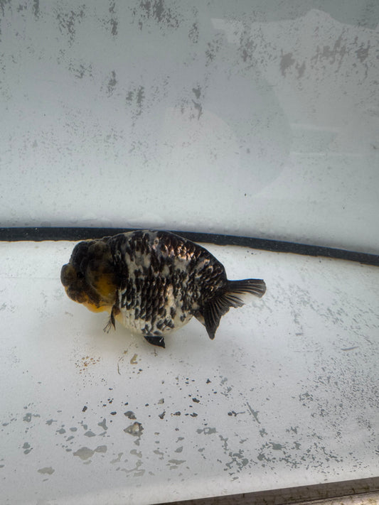 White Tiger ranchu. WVF590