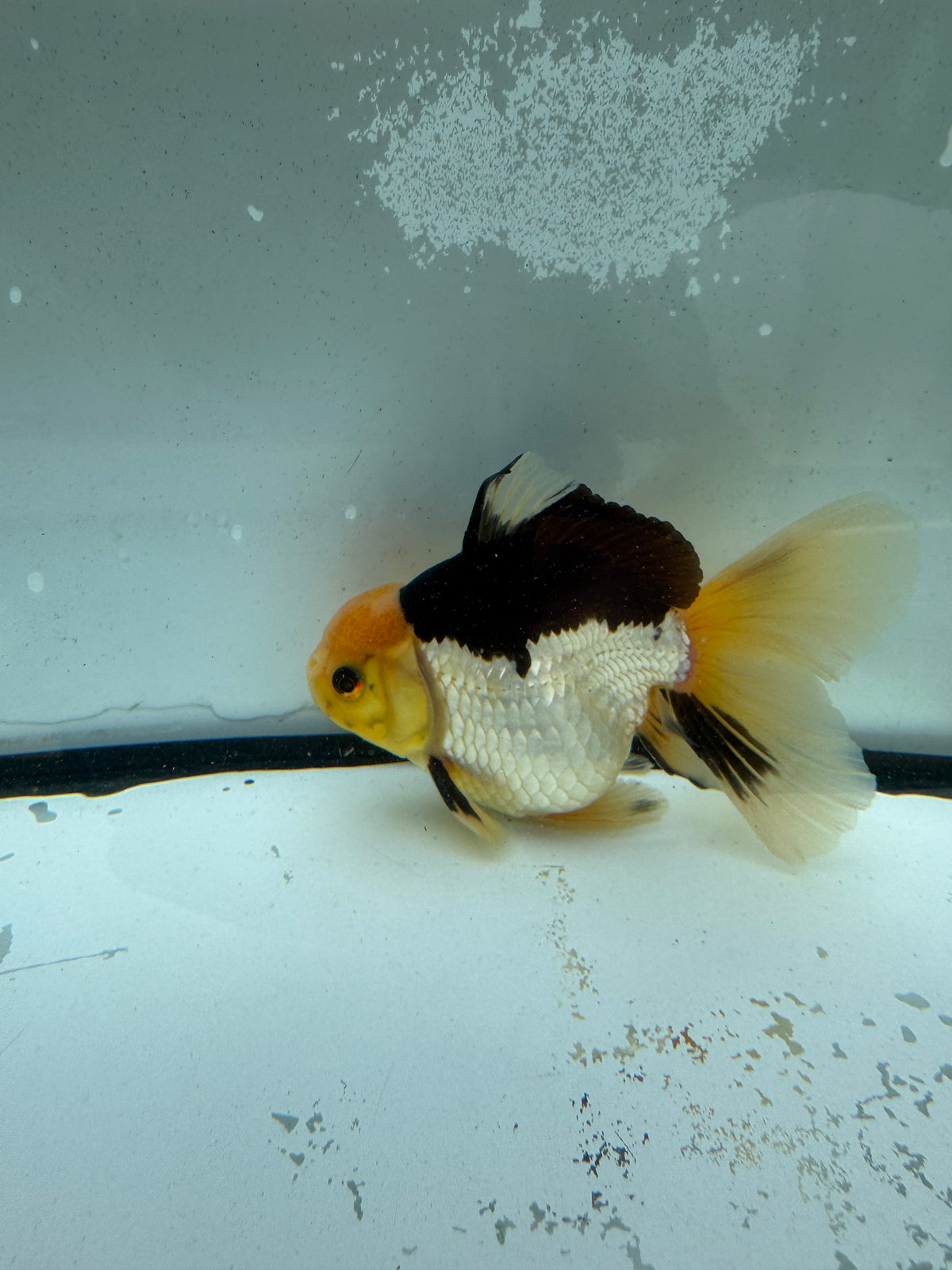Panda Oranda. WVF1204