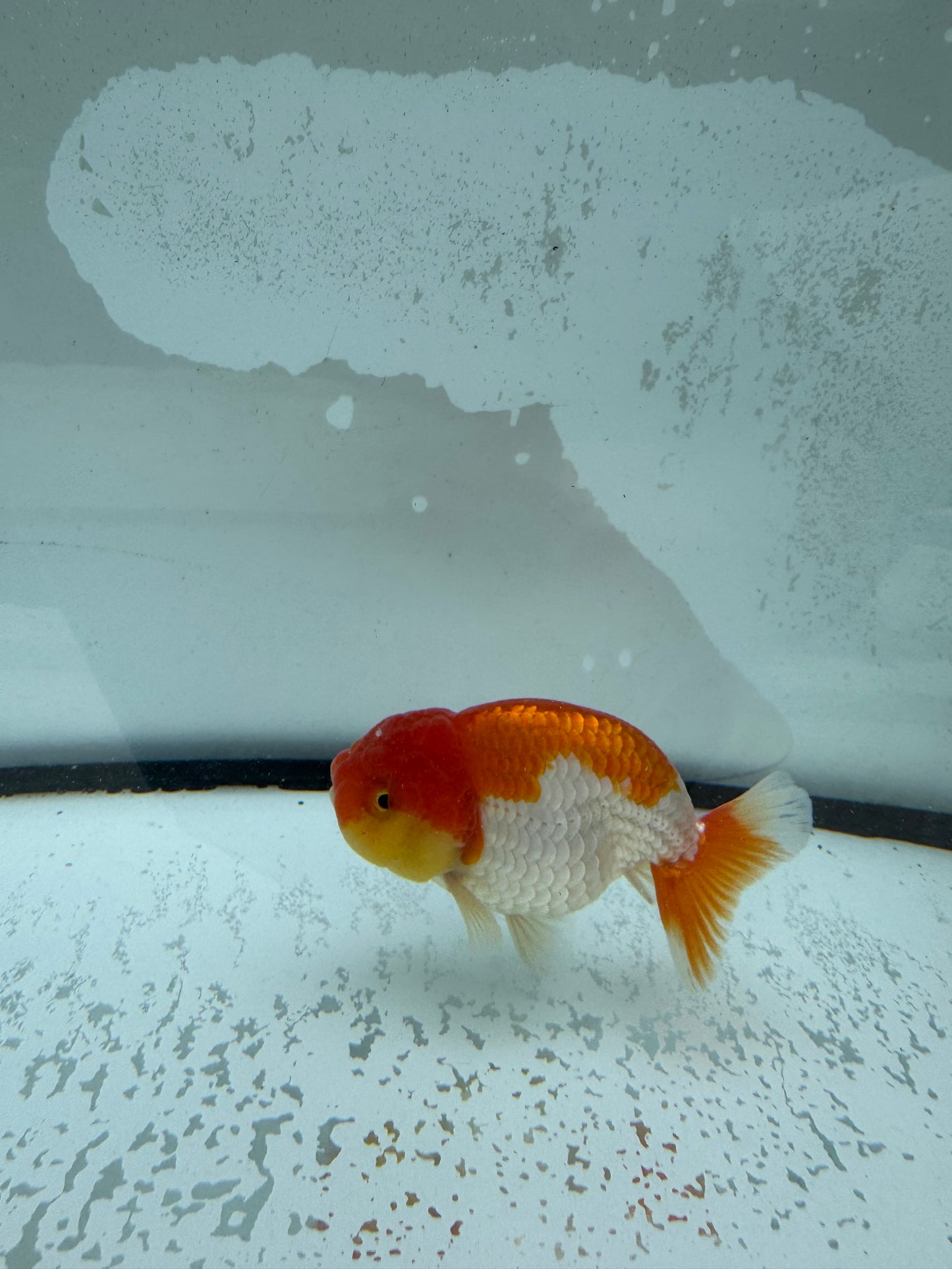 Red&white Ranchu. WVF1010
