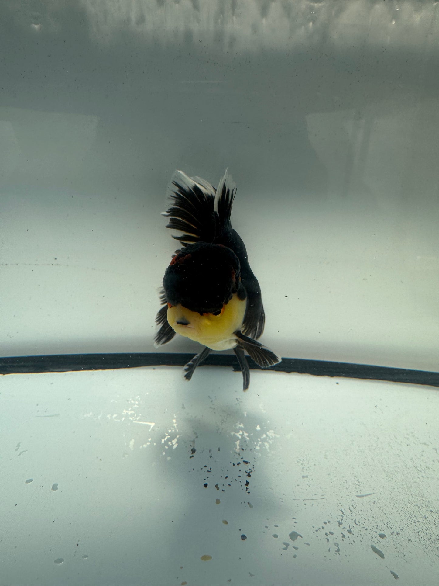 Panda/tricolour Oranda. WVF906