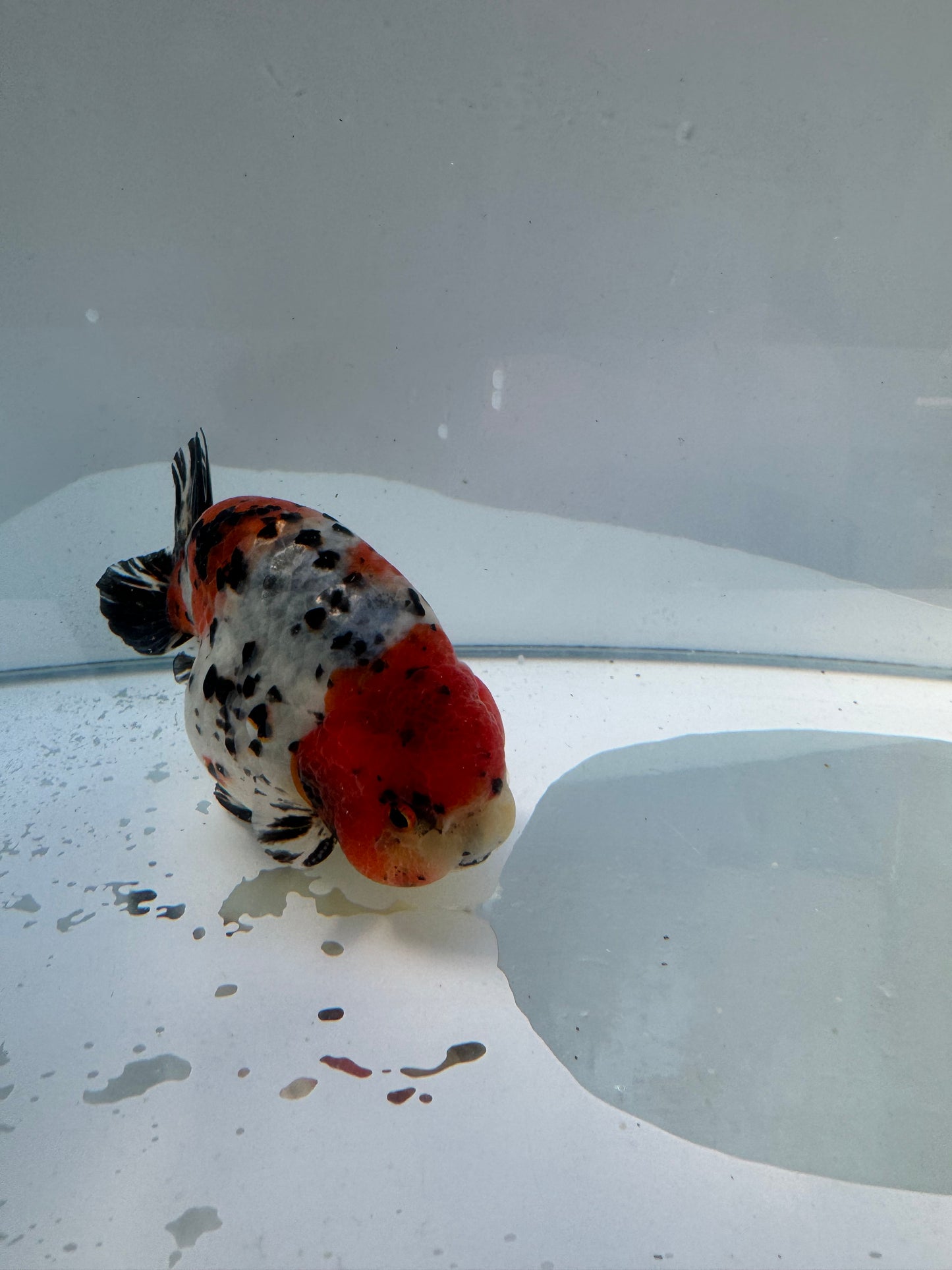 Calico Ranchu.  WVF155