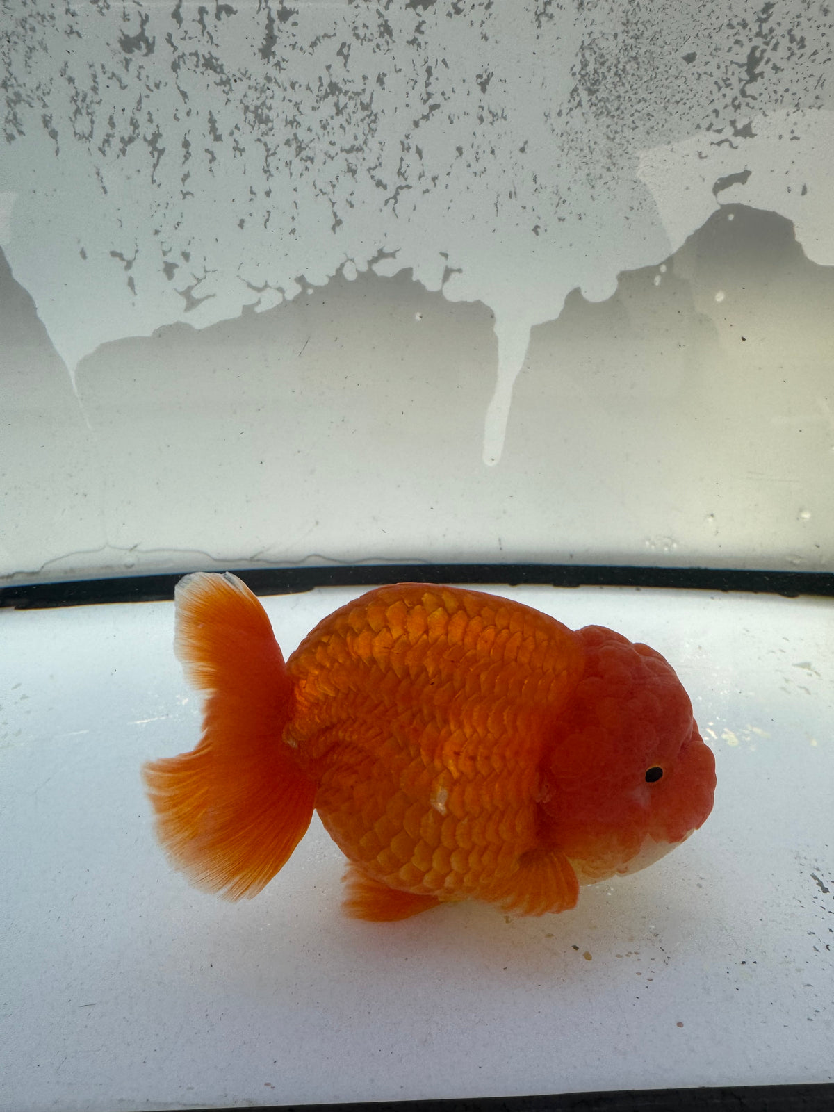 Red. Ranchu. WVF1112