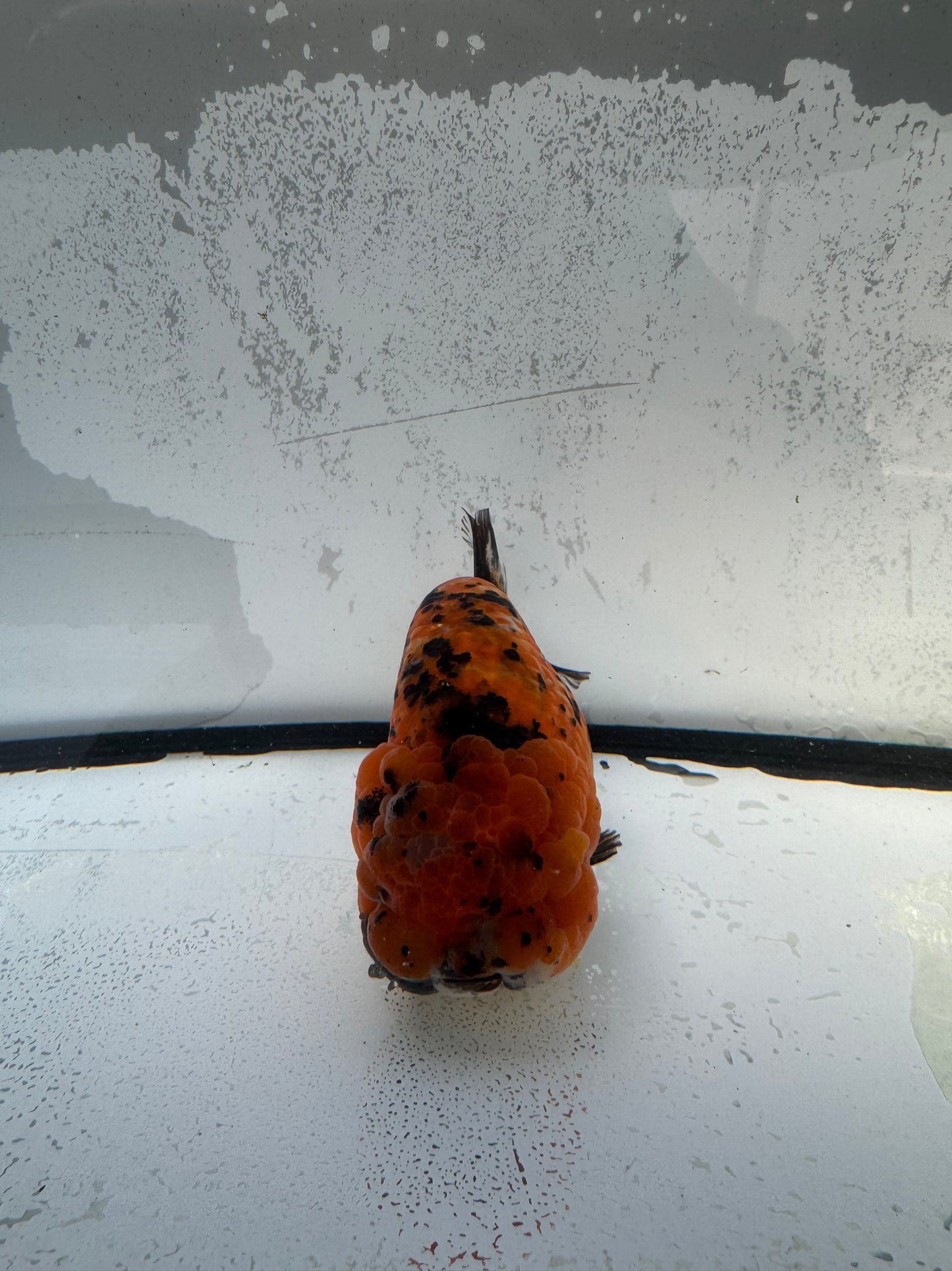 Tiger calico Ranchu. WVF743