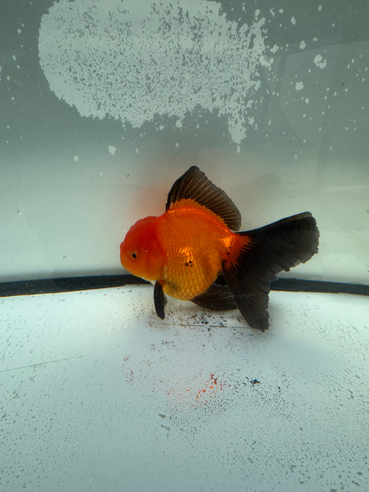 Red&black Oranda. WVF1139