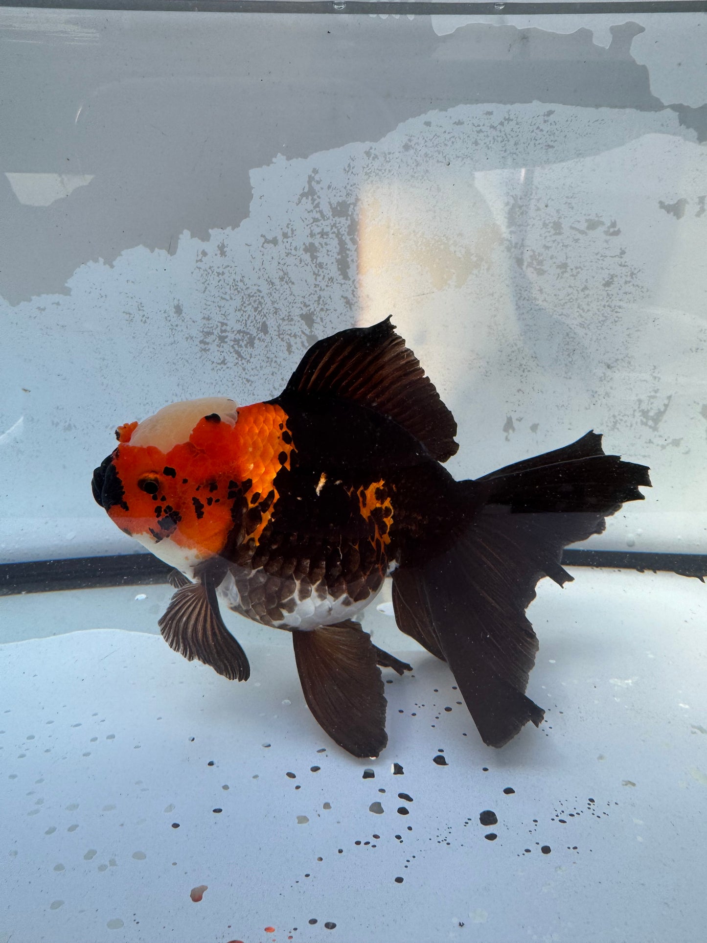 Tricolour Oranda. WVF408