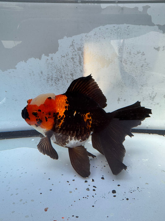 Tricolour Oranda. WVF408