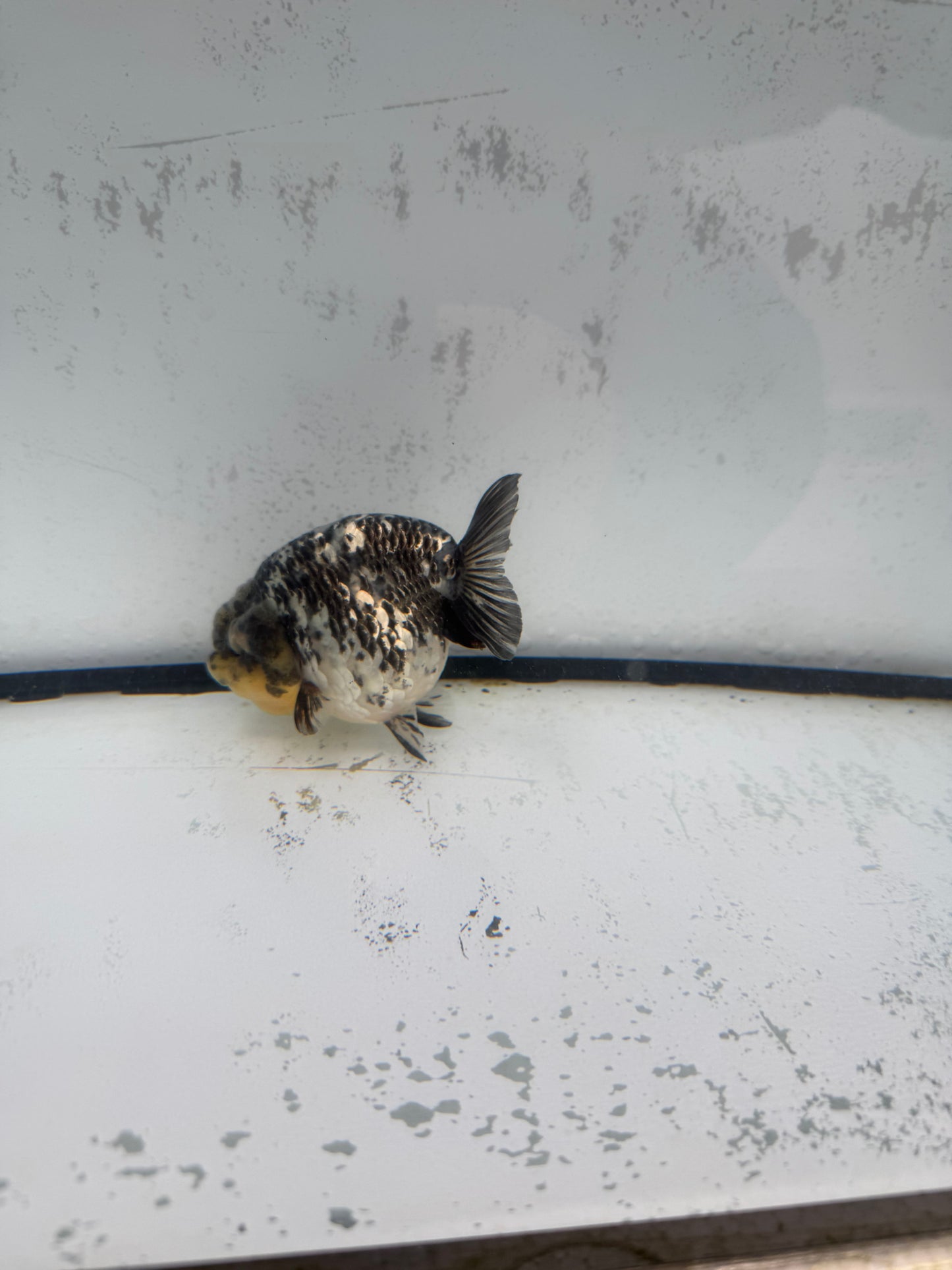 White Tiger ranchu. WVF589