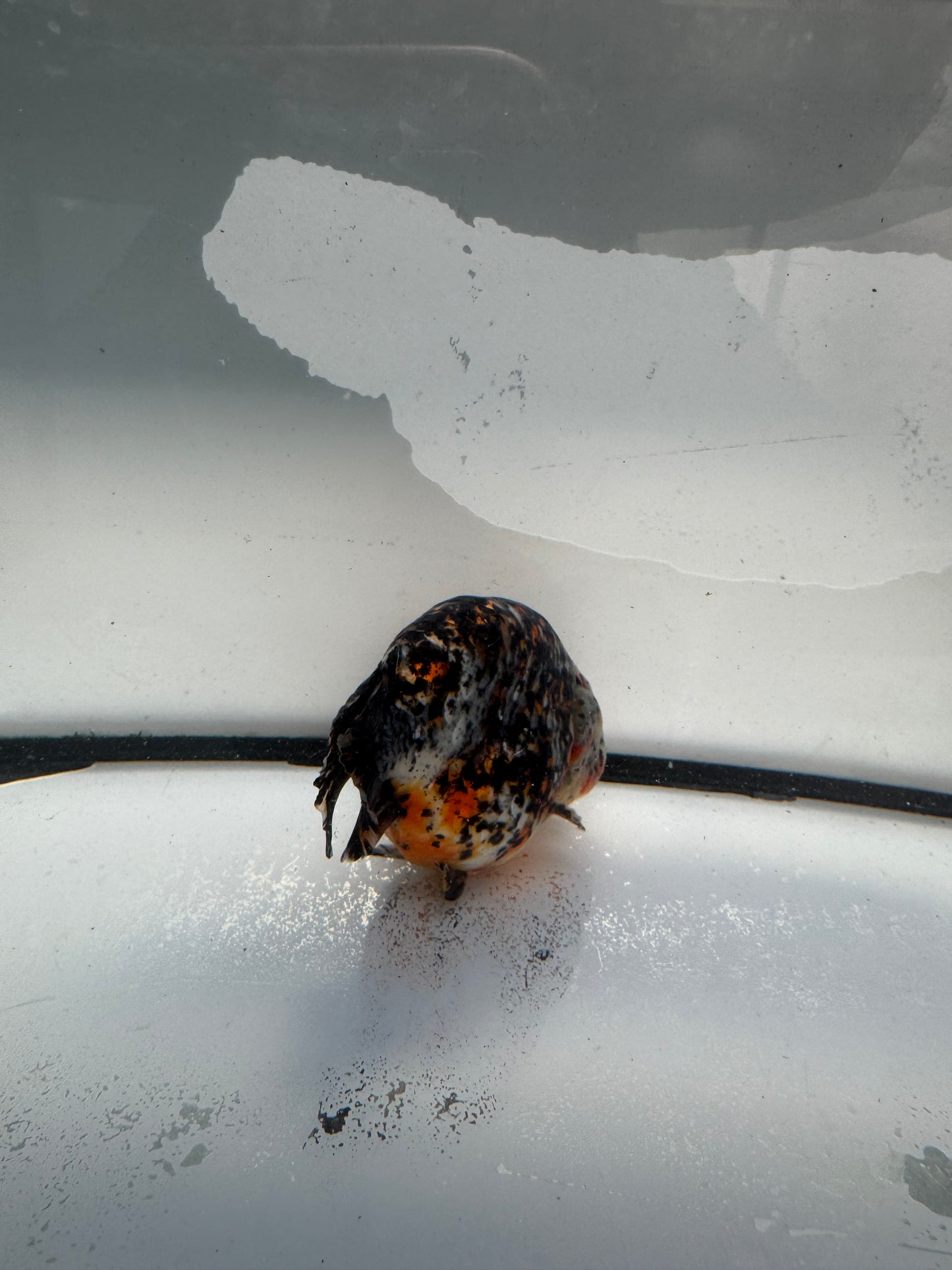 Calico Ranchu.  WVF1037
