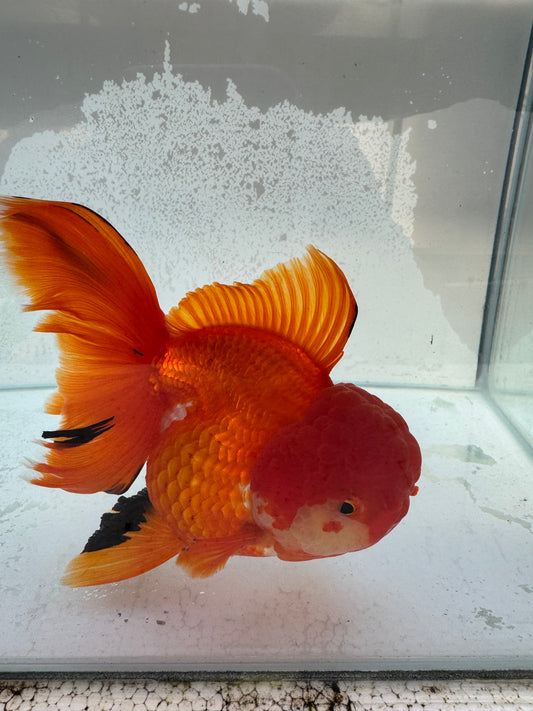 Oranda. WVF364