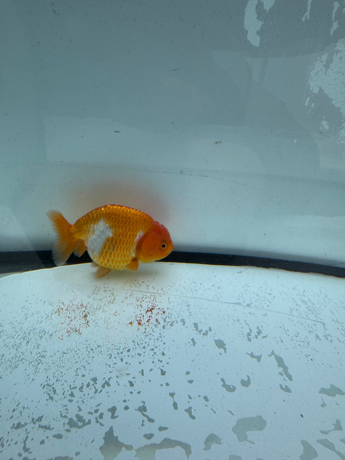 Red&white Ranchu. WVF741