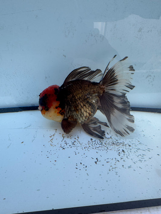 Tricolour Oranda. WVF480