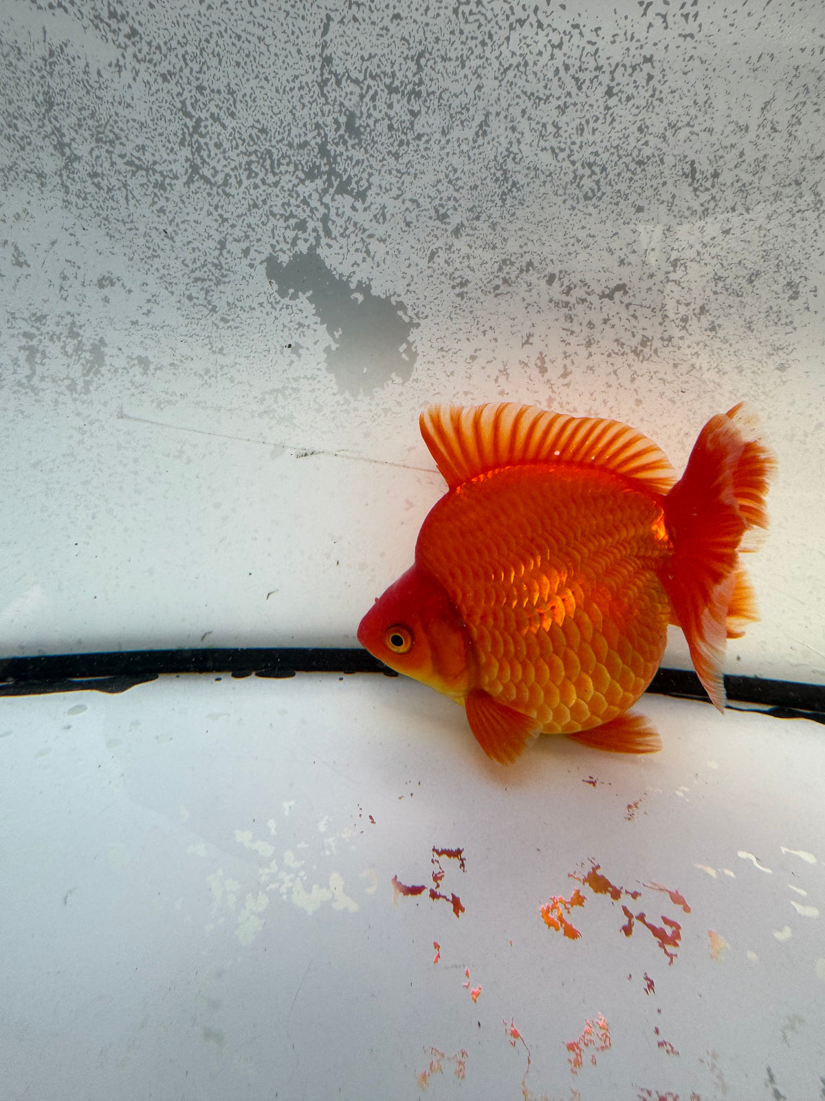 Red Ryukin.  WVF1159