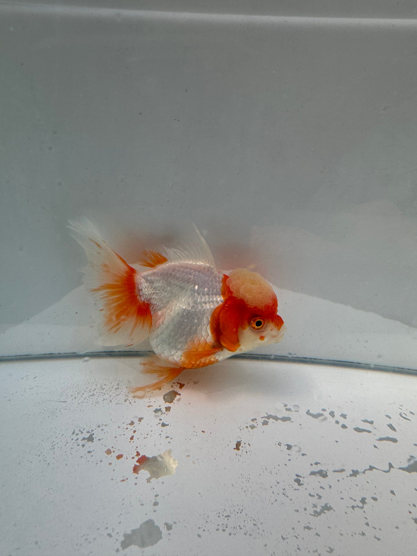 Red&white Oranda  WVF025