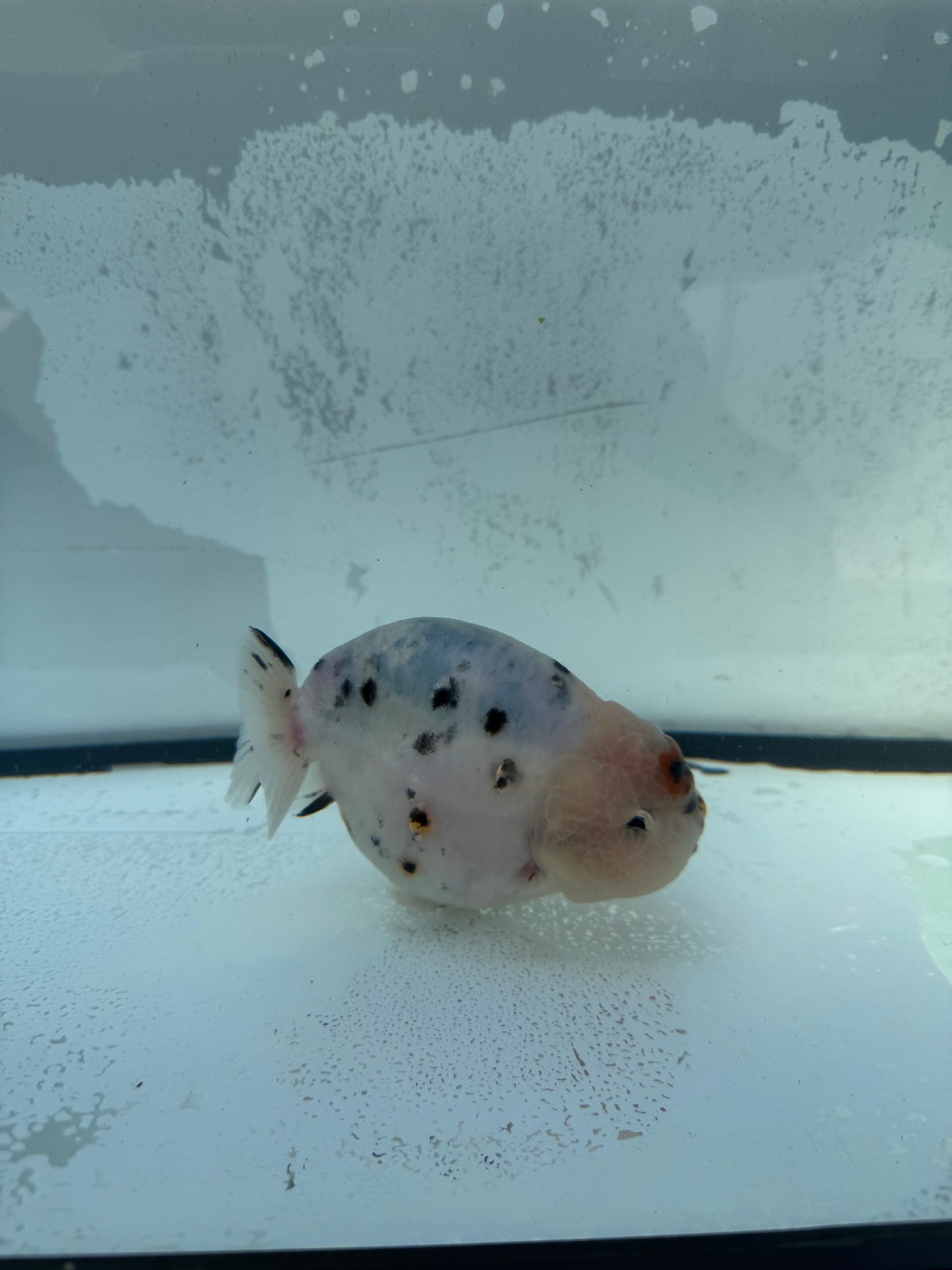 Calico Ranchu. WVF745