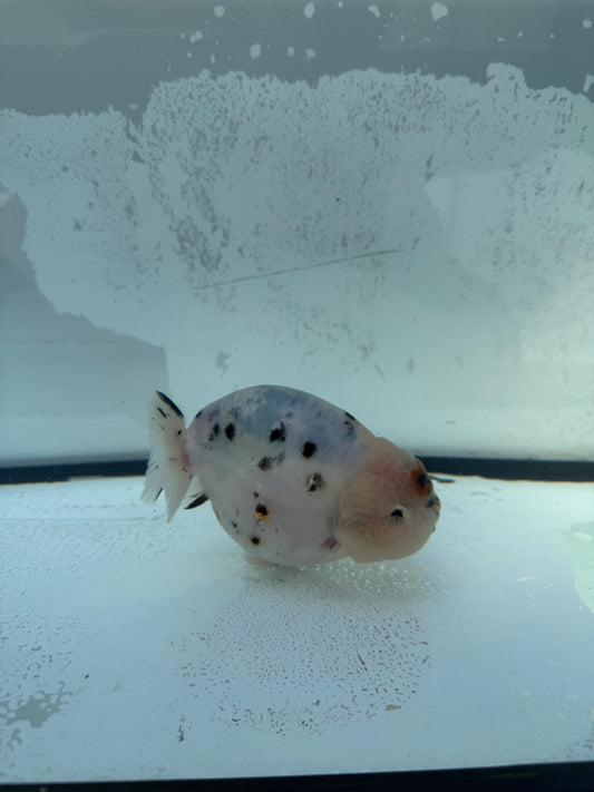 Calico Ranchu. WVF745