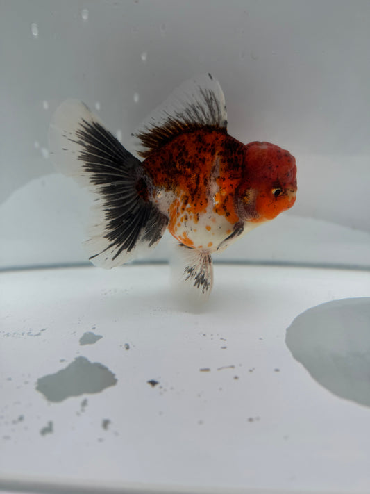 Original Showgun Oranda.  WVF083