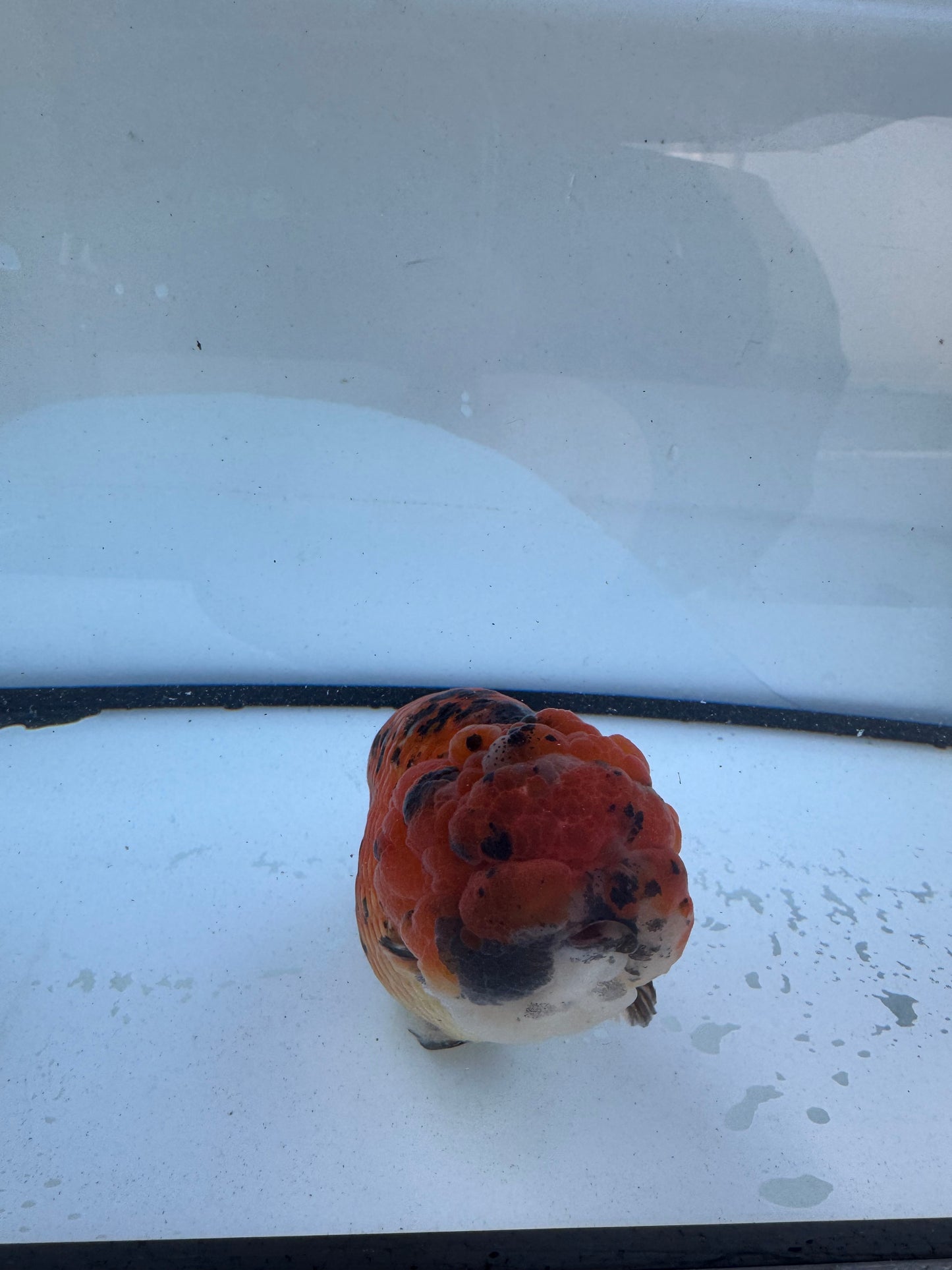 Tiger Ranchu. WVF612