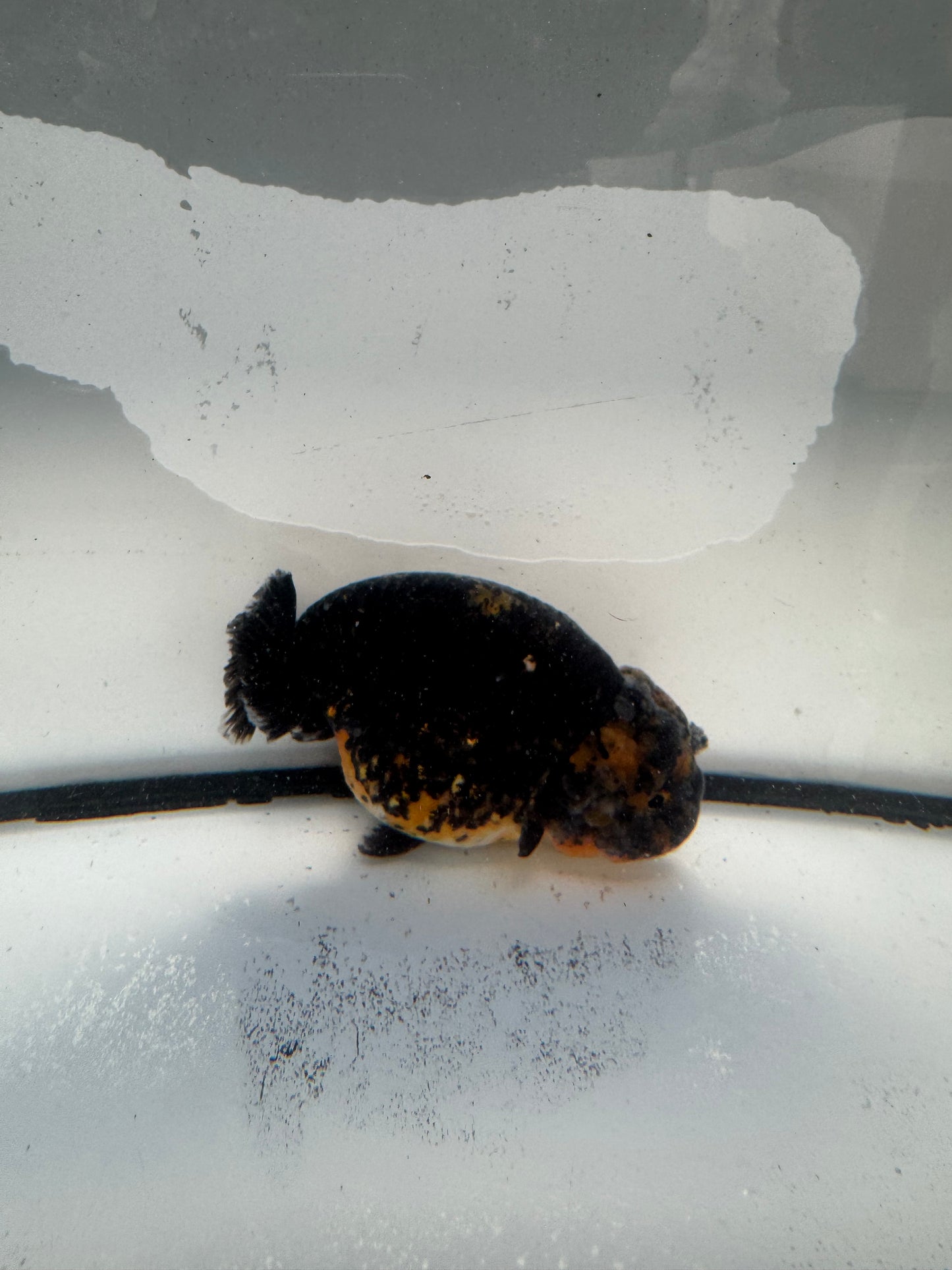 Kirin Ranchu. WVF1039