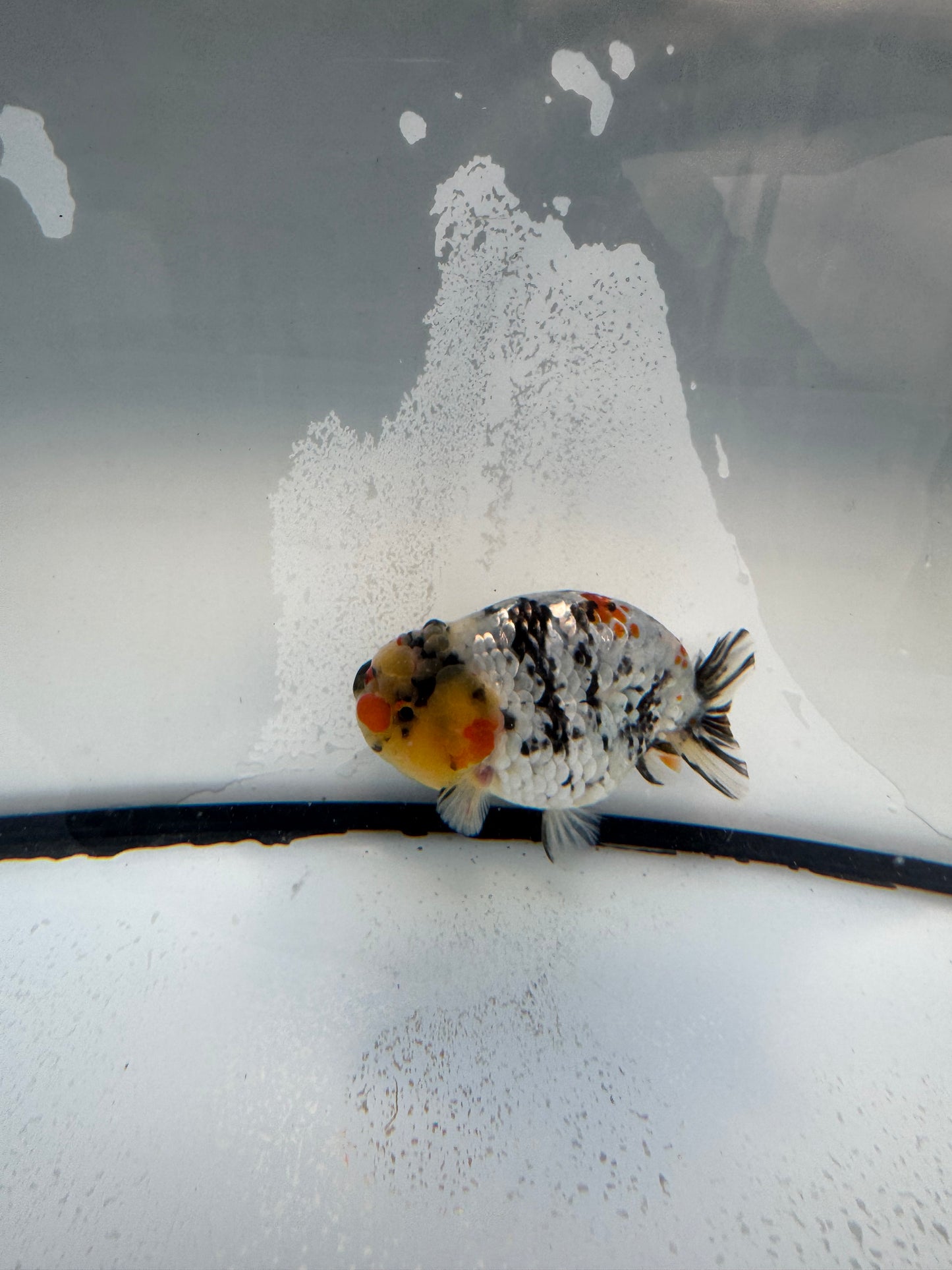 Metalic calico Ranchu. WVF1091