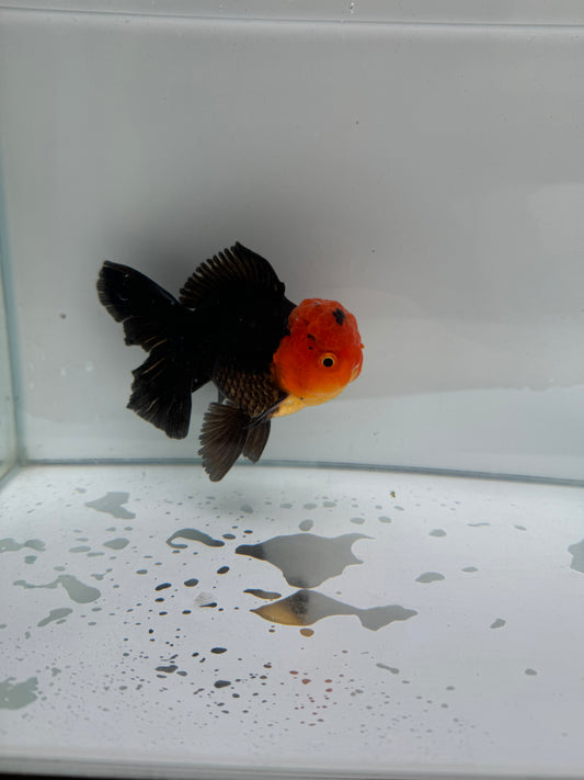 Apache Oranda.  WVF242