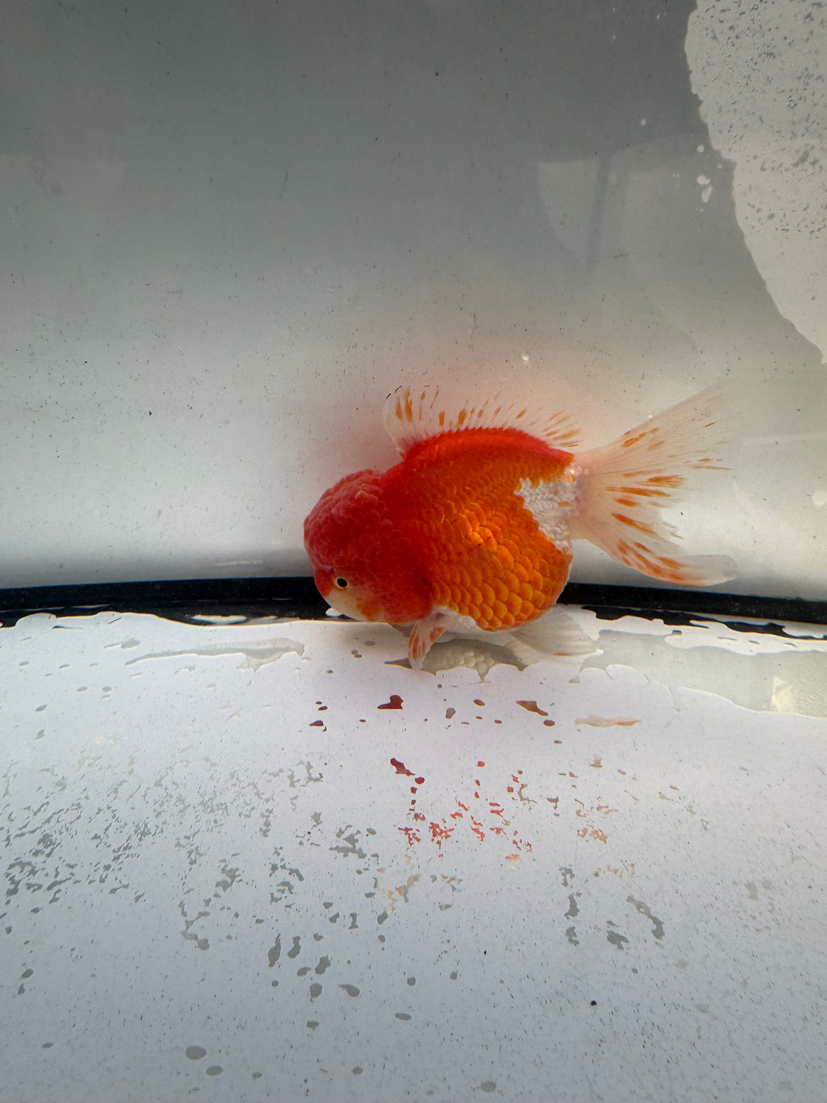 Red&white Oranda. WVF1243
