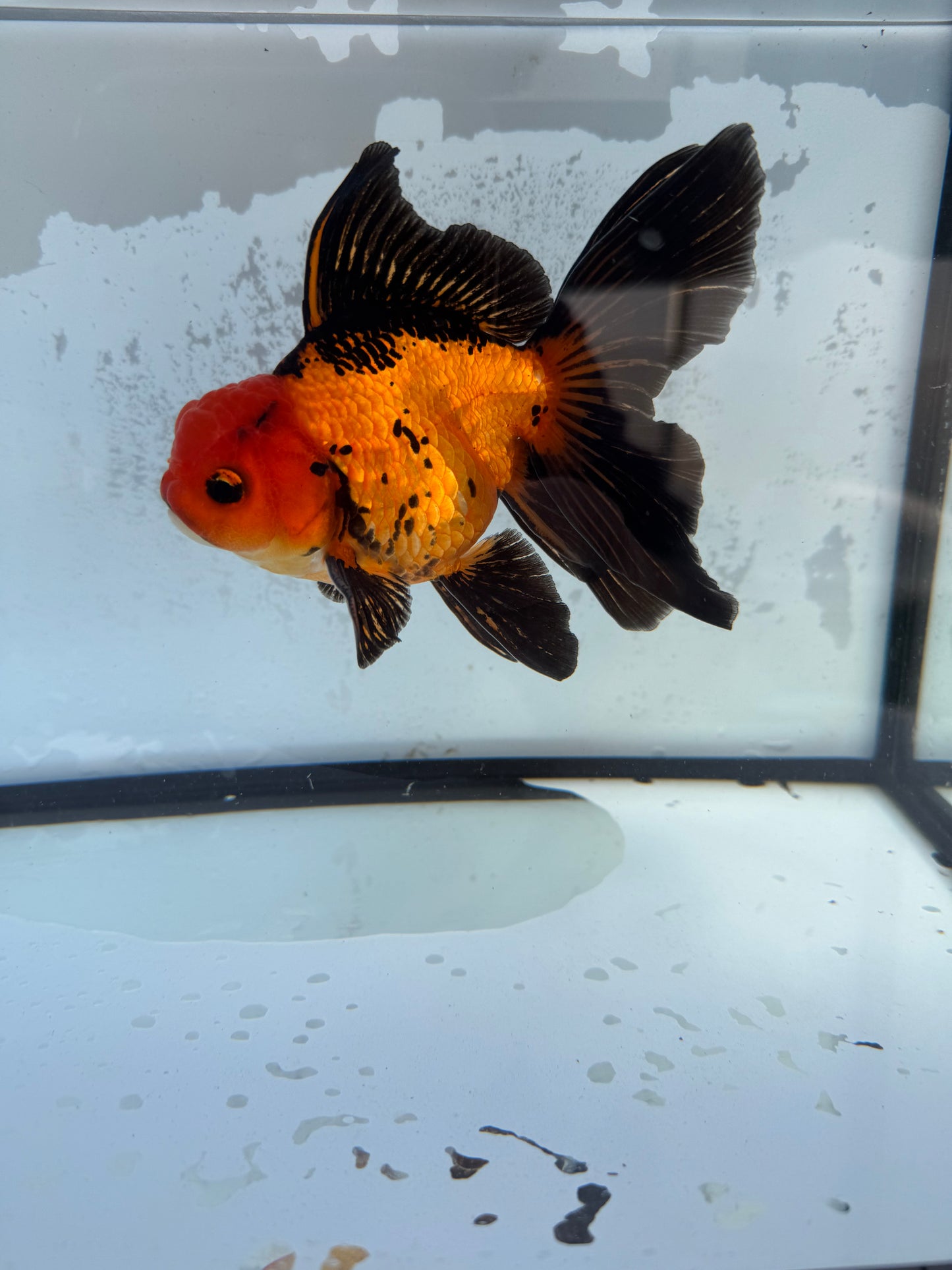 Apache Oranda. WVF410