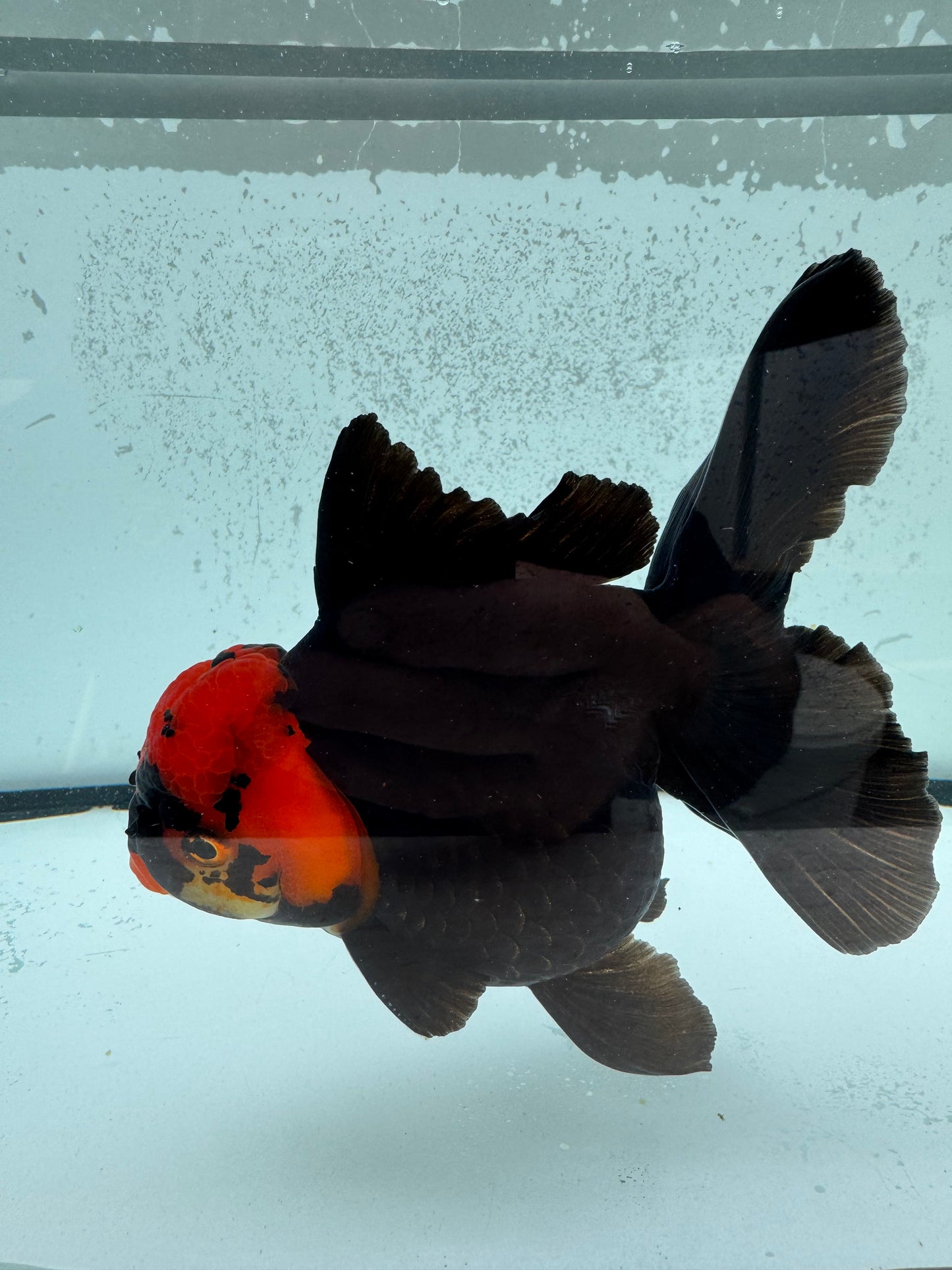 Redhead black Oranda. WVF1136
