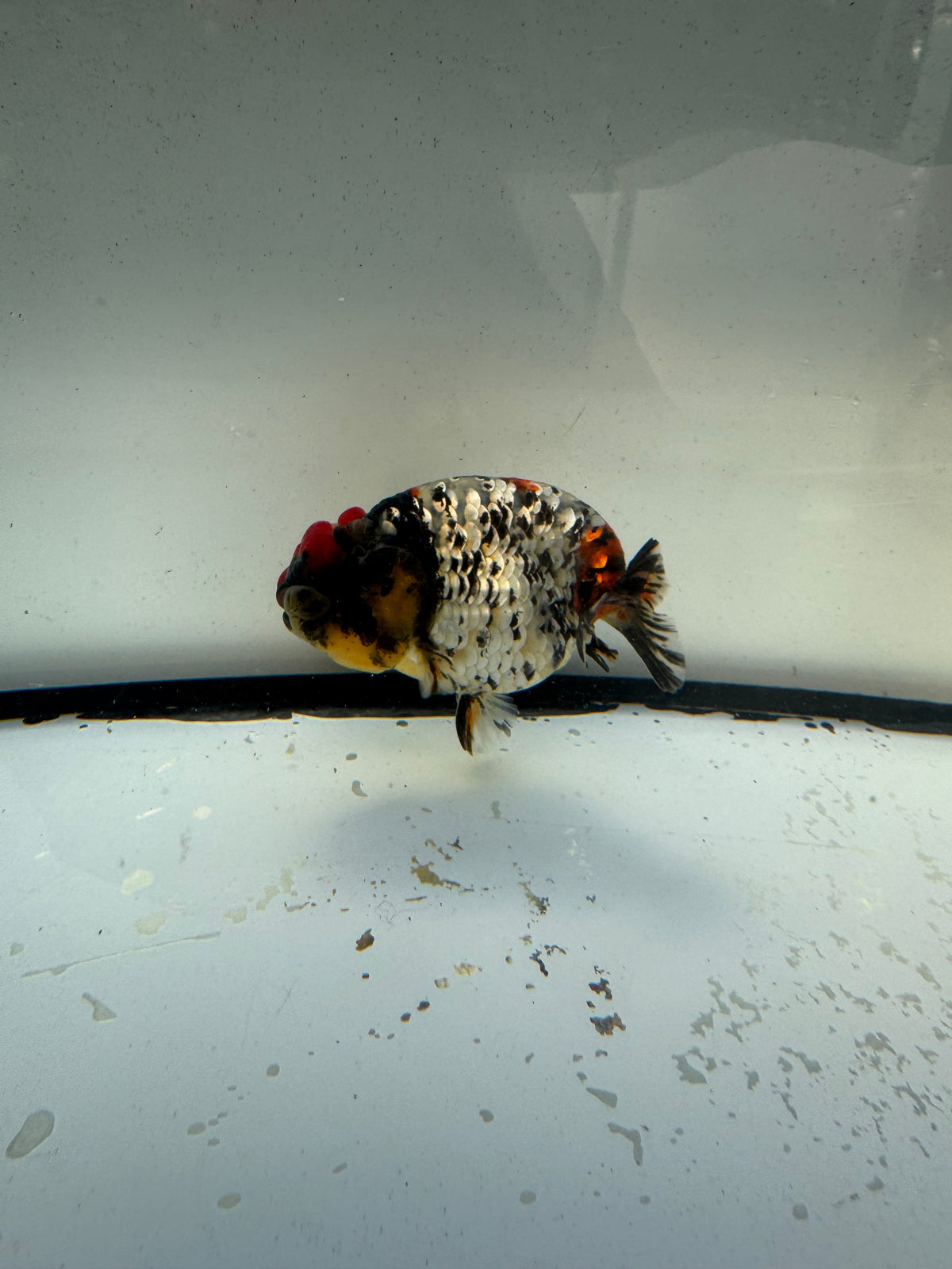 Metalic calico Ranchu. WVF1184