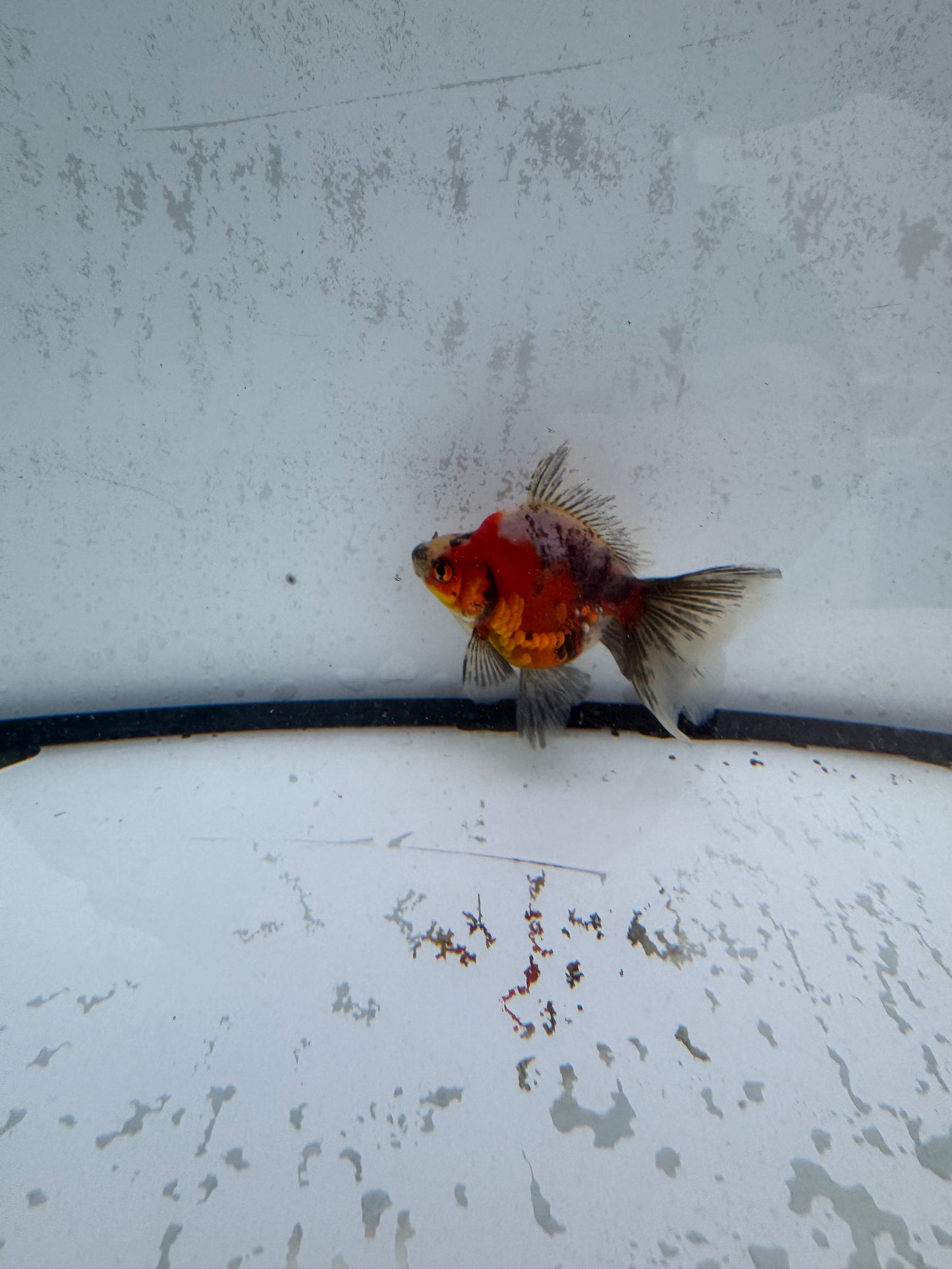 Calico broadtail Ryukin. WVF577