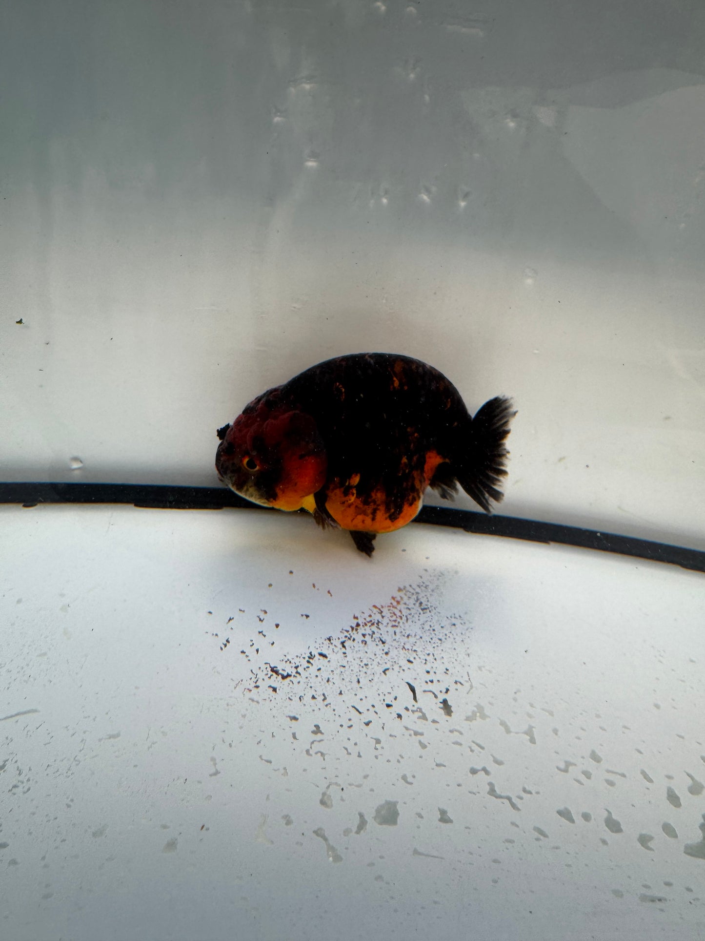 Kirin Ranchu. WVF1104