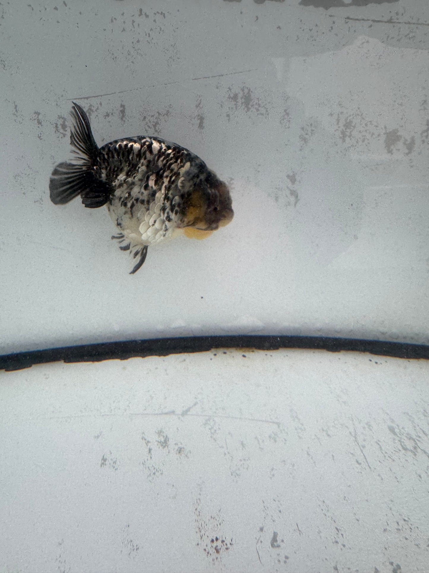 White Tiger ranchu. WVF589