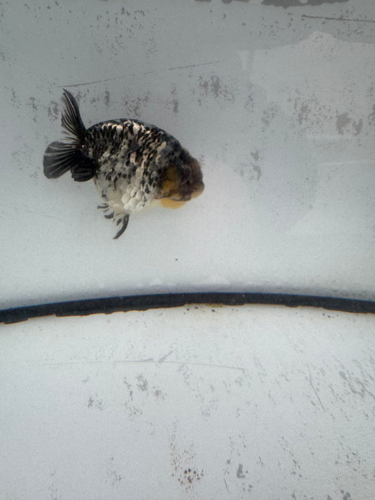 White Tiger ranchu. WVF589