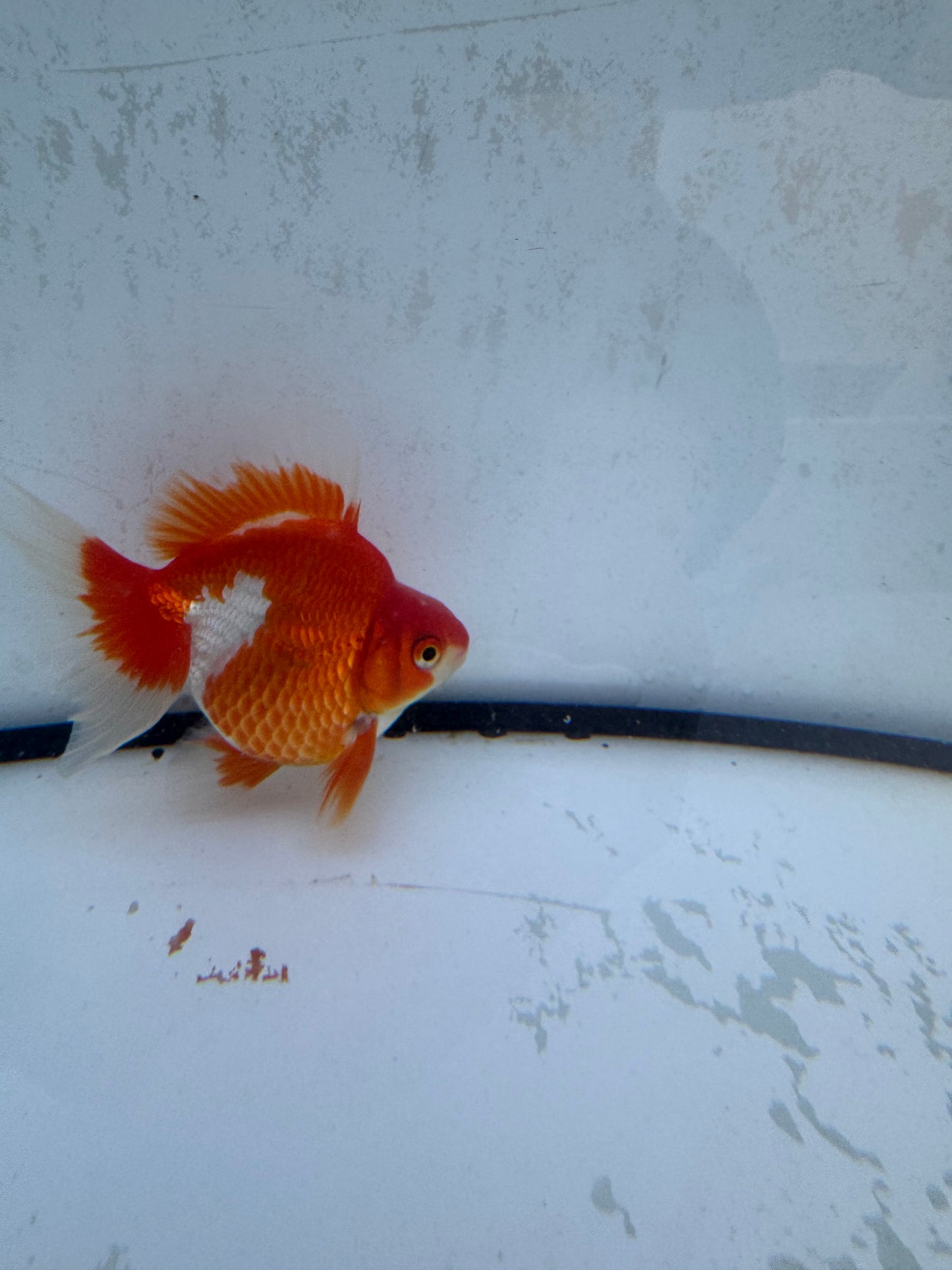 Red&white Broadtail Ryukin WVF564