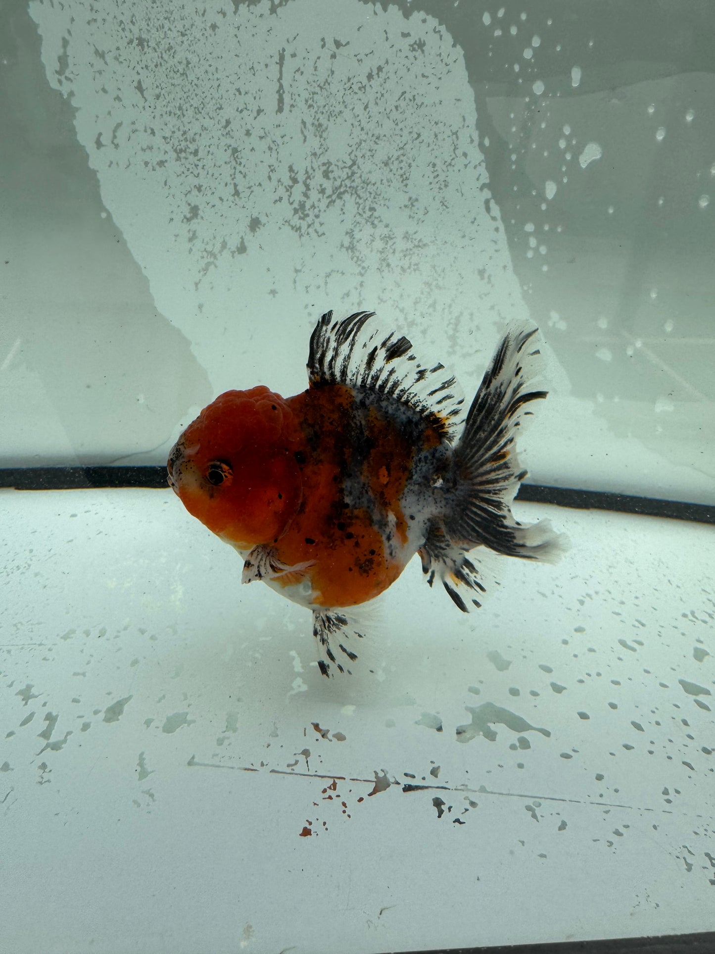 Calico Oranda. WVF1119