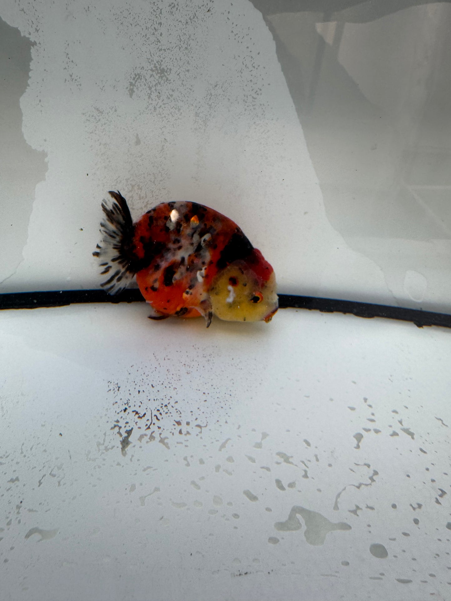 Calico Ranchu. WVF1100