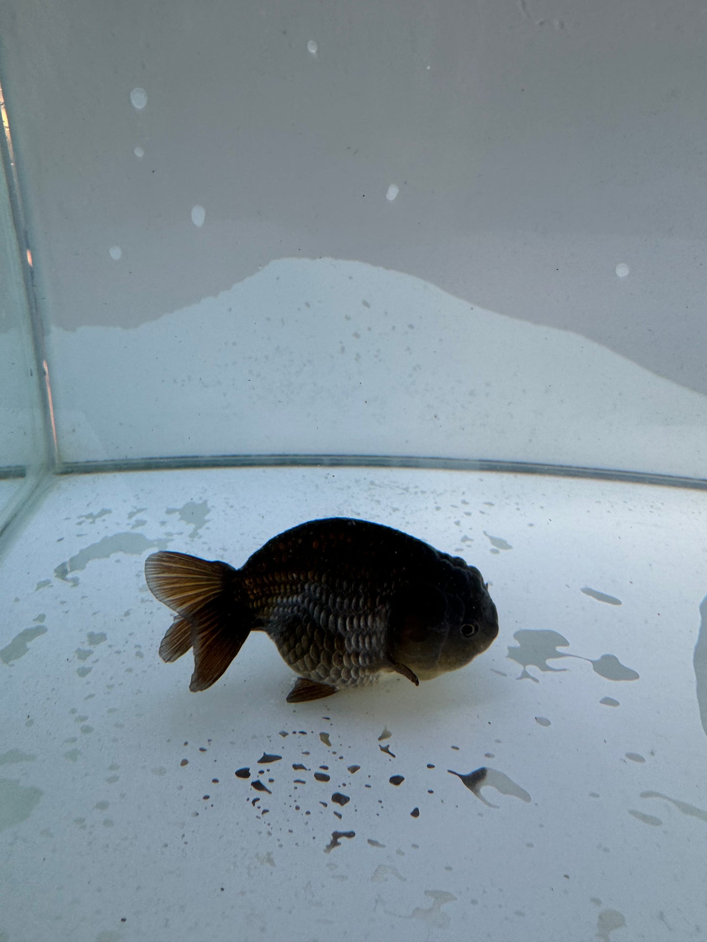 Ochiba Ranchu. WVF137