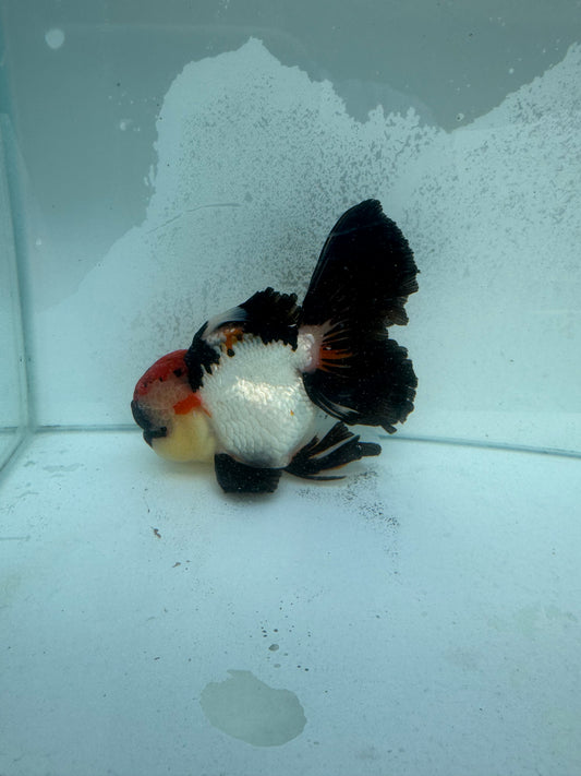 Tricolour Oranda.  WVF370