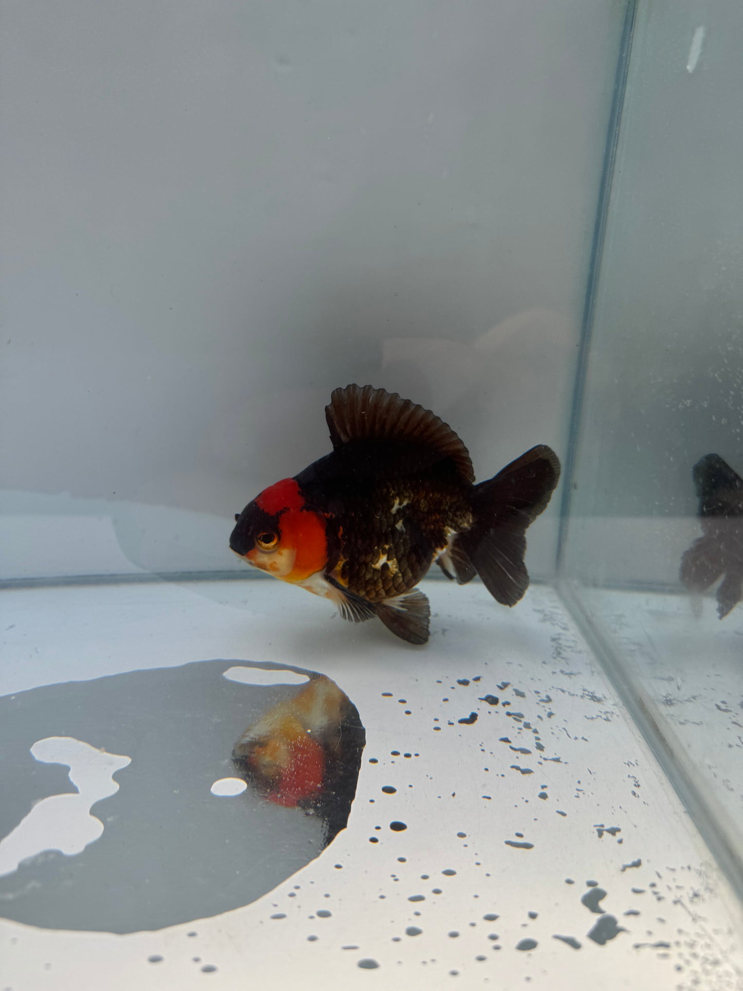 Tricolor Oranda. WVF054