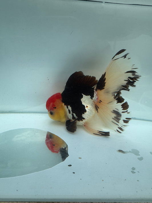 Tricolour Oranda. WVF299