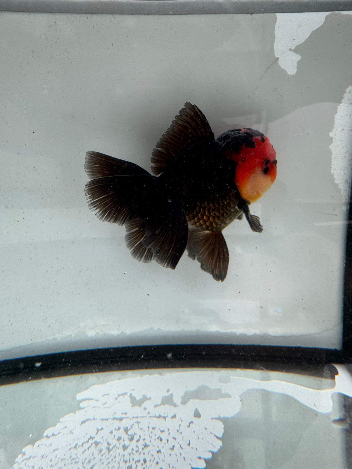 Redhead black Oranda. WVF1165