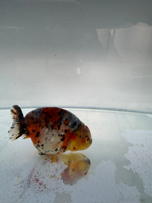 Calico Ranchu. WVF308