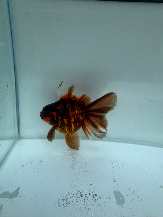 Tiger Oranda. WVF223