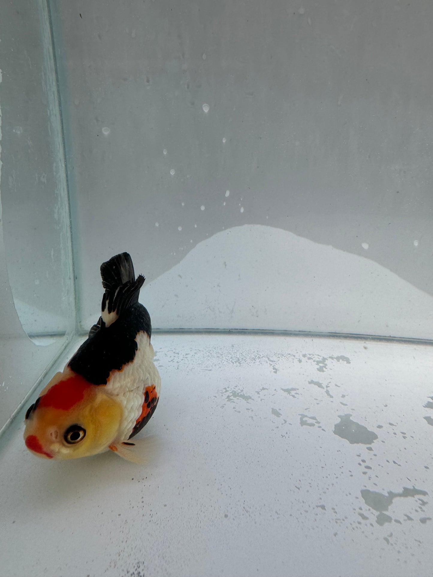 Tricolour Oranda.  WVF009