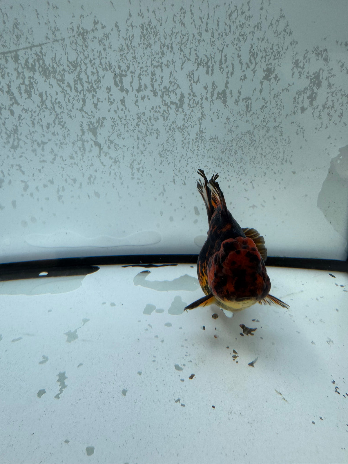 Red tiger Oranda.  WVF1251