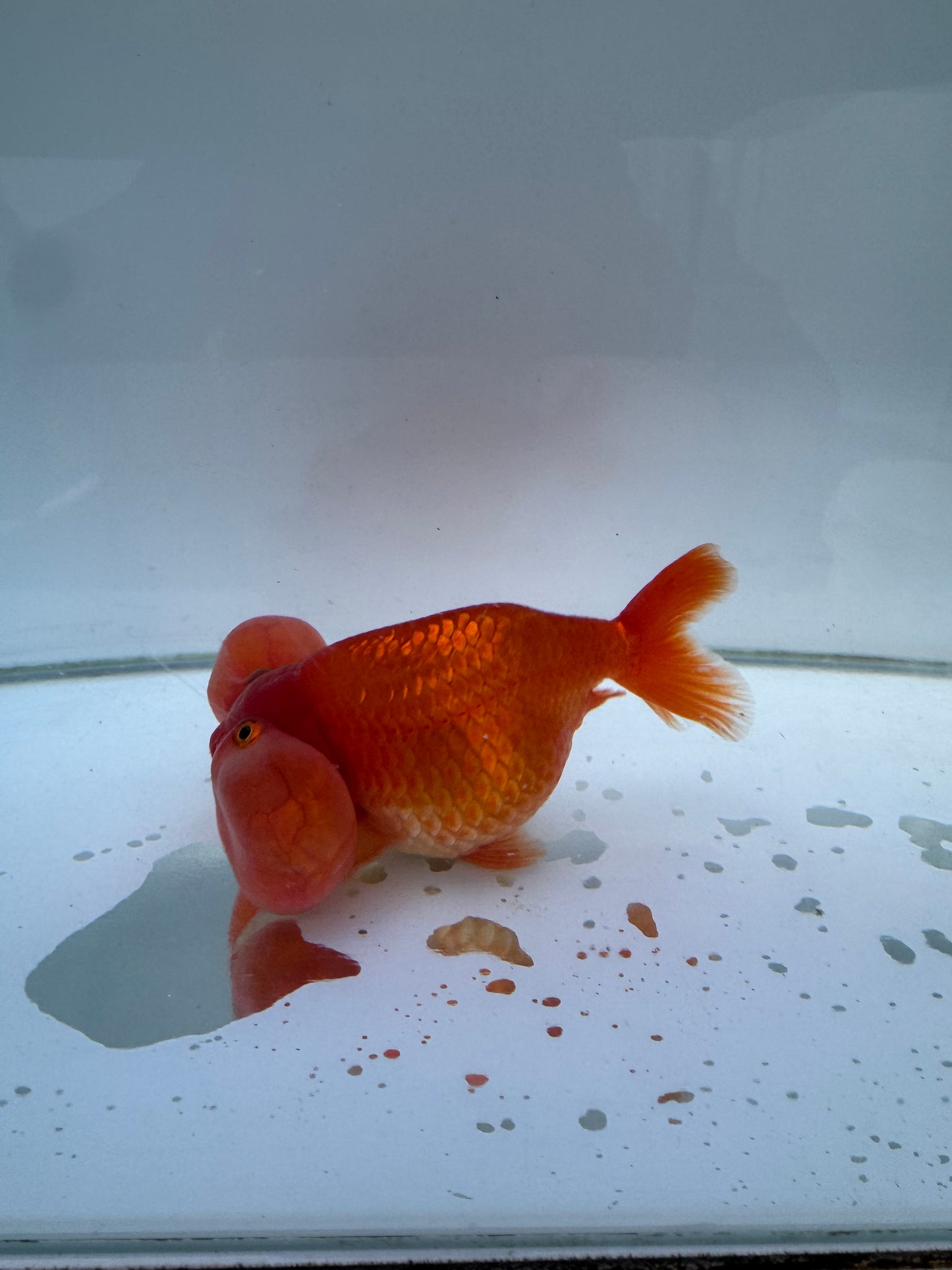 Bubble eye WVF400