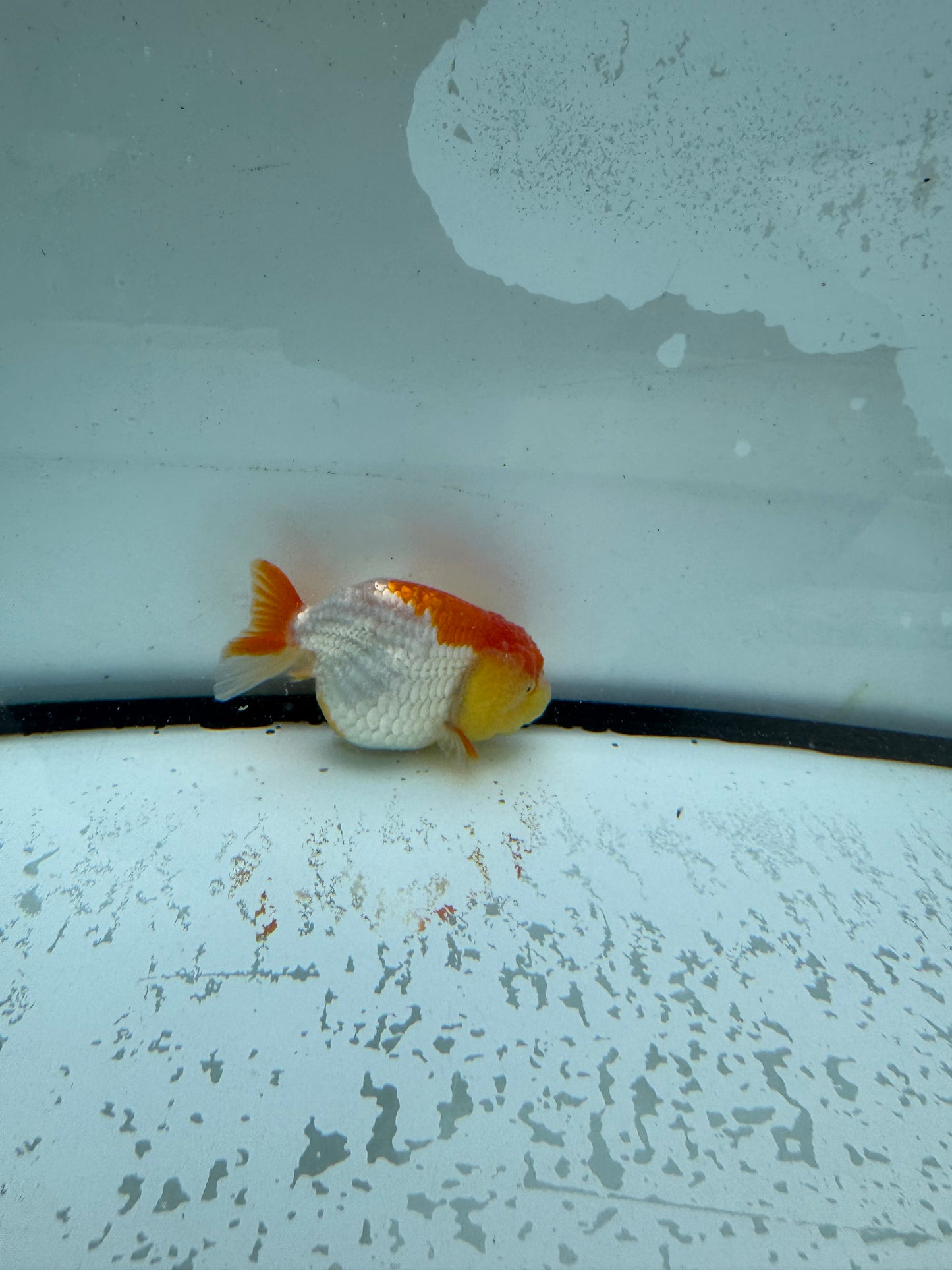 Red&white Ranchu. WVF1009