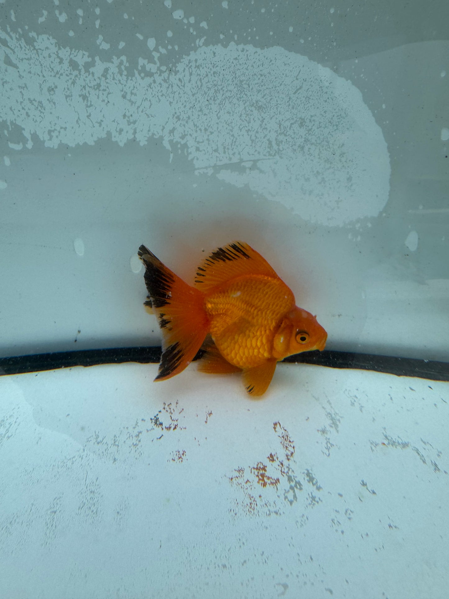 Red Ryukin. WVF973