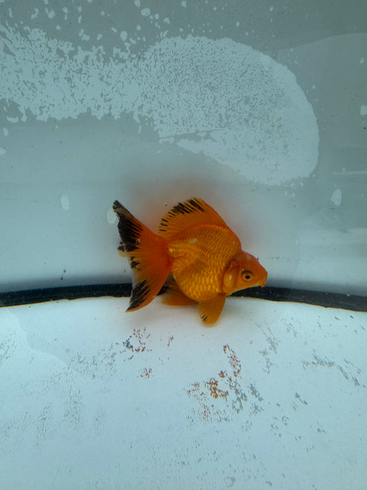 Red Ryukin. WVF973